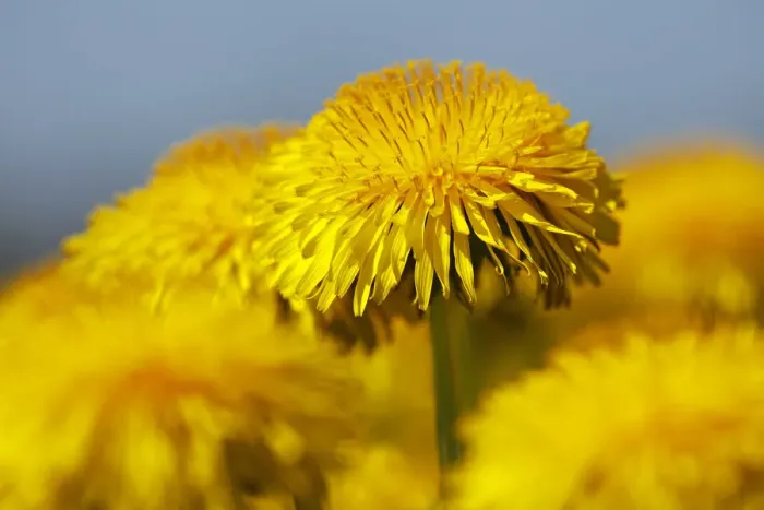Framed Print : Flowering Dandelion -Taraxacum officinale- Framed Print : Flowering Dandelion -Taraxacum officinale-