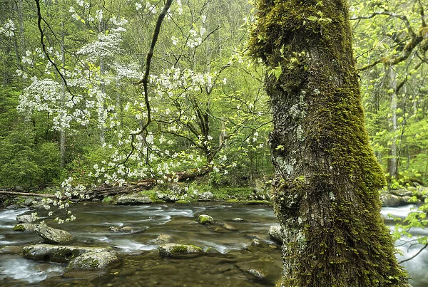 A flowering dogwood (Cornus Florida) overhangs the gentle flow of Middle Prong of the Little River near Tremont, Great Smoky Mountains National Park, Tennessee, USA