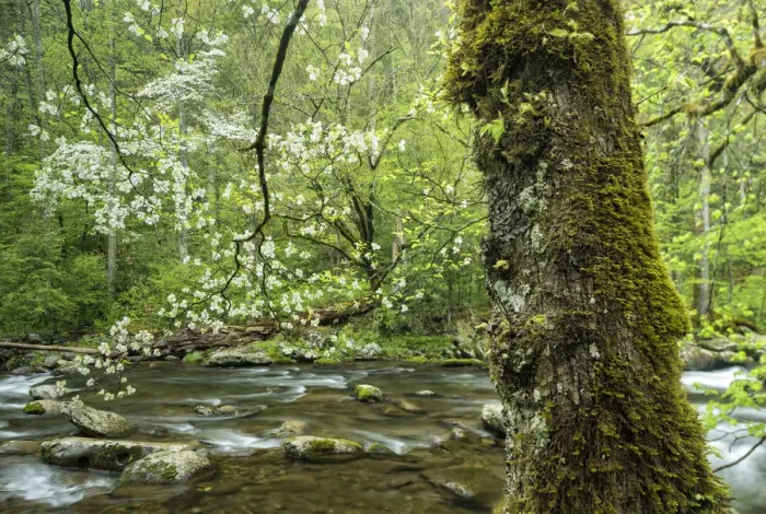 Framed Print : A flowering dogwood (Cornus Florida) overhangs the gentle flow of Middle Prong of the Little River near Tremont, Great Smoky Mountains National Park, Tennessee, USA Framed Print : A flowering dogwood (Cornus Florida) overhangs the gentle flow of Middle Prong of the Little River near Tremont, Great Smoky Mountains National Park, Tennessee, USA