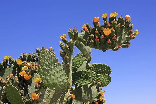 Flowering and fruiting Prickly pear -Opuntia ficus-indica-, opuntia, Indian figs