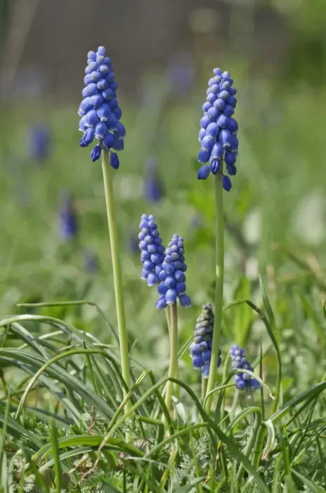 Framed Print : Flowering Grape Hyacinths -Muscari botryoides-, Untergroningen, Abtsgmuend, Baden-Wurttemberg, Germany Framed Print : Flowering Grape Hyacinths -Muscari botryoides-, Untergroningen, Abtsgmuend, Baden-Wurttemberg, Germany