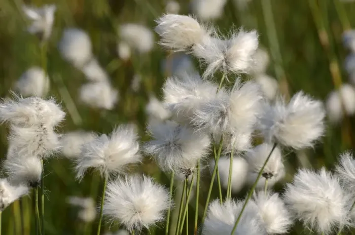 Framed Print : Flowering Hare s-tail Cottongrass, Tussock Cottongrass or Sheathed Cottonsedge -Eriophorum vaginatum-, Grundbeckenmoor near Rosenheim, alpine upland, Bavaria, Germany, EUrope