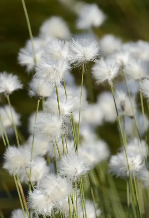 Framed Print : Flowering Hare s-tail Cottongrass, Tussock Cottongrass or Sheathed Cottonsedge -Eriophorum vaginatum-, Grundbeckenmoor near Rosenheim, alpine upland, Bavaria, Germany, EUrope Framed Print : Flowering Hare s-tail Cottongrass, Tussock Cottongrass or Sheathed Cottonsedge -Eriophorum vaginatum-, Grundbeckenmoor near Rosenheim, alpine upland, Bavaria, Germany, EUrope