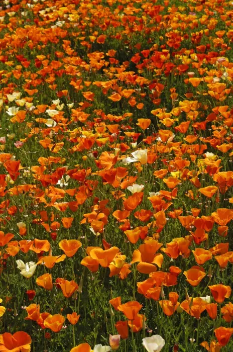 Framed Print : Flowering Iceland poppies -Papaver nudicaule- with rain drops Framed Print : Flowering Iceland poppies -Papaver nudicaule- with rain drops