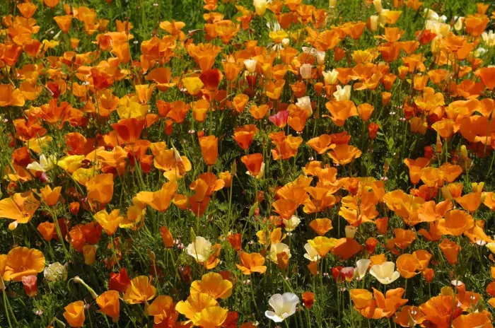 Framed Print : Flowering Iceland poppies -Papaver nudicaule- with rain drops