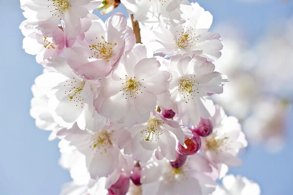 Flowering Japanese Cherry Tree -Prunus serrulata-