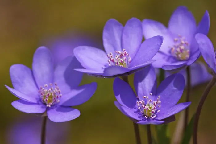 Framed Print : Flowering Kidneywort Liverwort Liverleaf Pennywort Common Hepatica -Hepatica nobilis- -Anemone hepatica- protected species medicinal plant Framed Print : Flowering Kidneywort Liverwort Liverleaf Pennywort Common Hepatica -Hepatica nobilis- -Anemone hepatica- protected species medicinal plant