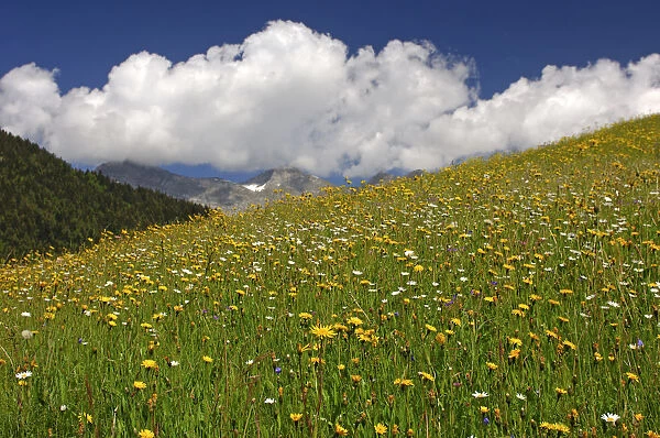 Flowering meadow, alpine grasslands in the spring, Bernese Oberland, Switzerland, Europe