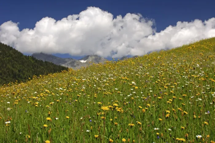 Framed Print : Flowering meadow, alpine grasslands in the spring, Bernese Oberland, Switzerland, Europe Framed Print : Flowering meadow, alpine grasslands in the spring, Bernese Oberland, Switzerland, Europe