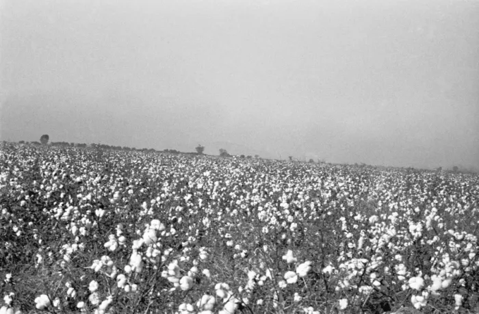 Framed Print : Flowering meadow, (B&W) Framed Print : Flowering meadow, (B&W)