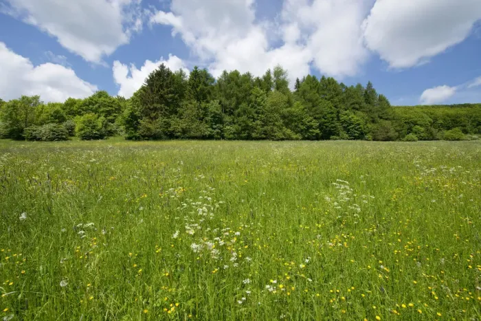 Framed Print : Flowering meadow, Thuringia, Germany Framed Print : Flowering meadow, Thuringia, Germany