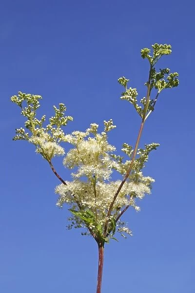 Flowering Meadowsweet, Mead wort -Filipendula ulmaria-, wild plant, wetland plant