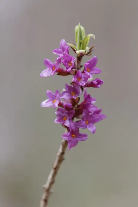 Framed Print : Flowering Mezereon -Daphne mezereum- Framed Print : Flowering Mezereon -Daphne mezereum-