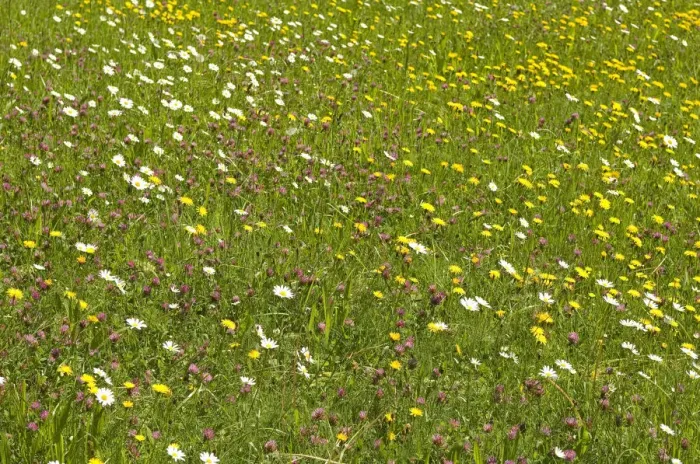 Framed Print : Flowering mountain meadow in spring Framed Print : Flowering mountain meadow in spring