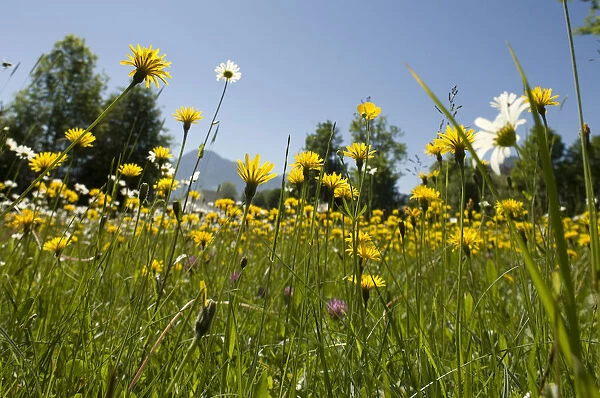 Flowering mountain meadow in spring