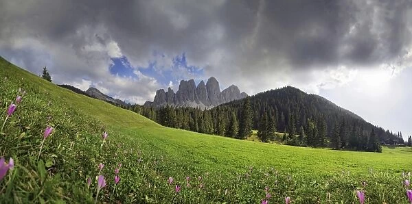 Flowering mountain pasture after a thunderstorm at Zanser Alm alp with the Geisler Group, Odle Mountains, Santa Maddalena, Dolomites, South Tyrol, Italy, Europe