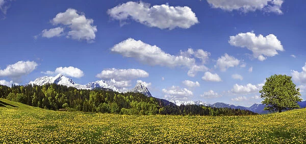Flowering mountain pasture underneath blue sky with white clouds, Zugspitze massif near Partenkirchen, Partenkirchen-Eckbauer, Bavaria, Germany, Europe
