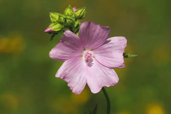 Framed Print : Flowering Musk-Mallow -Malva moschata-, medicinal plant Framed Print : Flowering Musk-Mallow -Malva moschata-, medicinal plant