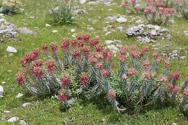 Flowering Myrtle Spurge -Euphorbia myrsinites-, Dilek National Park, Kusadasi, Aydin province, Aegean region, Turkey