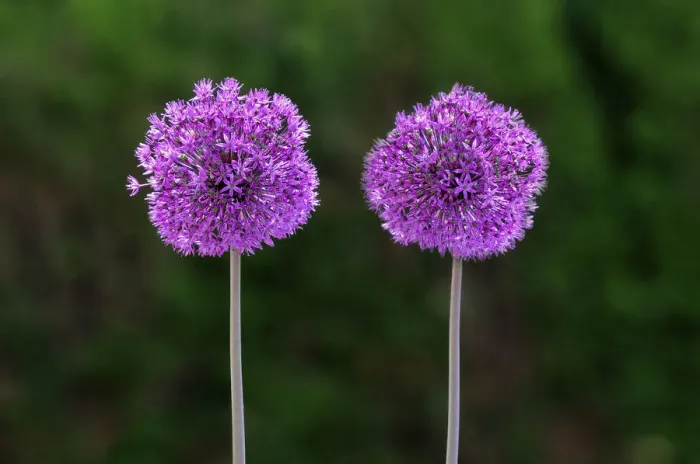 Framed Print : Flowering onion -Alium aflatunense-, Europe Framed Print : Flowering onion -Alium aflatunense-, Europe