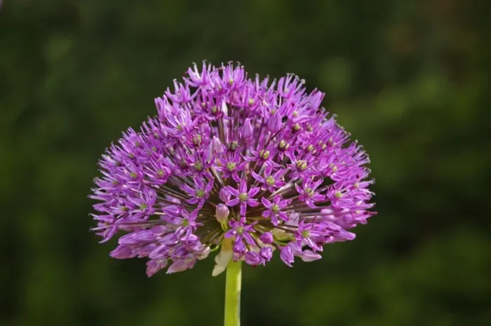 Framed Print : Flowering onion -Alium aflatunense-, Europe