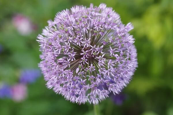 Flowering onion -Allium aflatunense-, garden plant, Bavaria, Germany, Europe