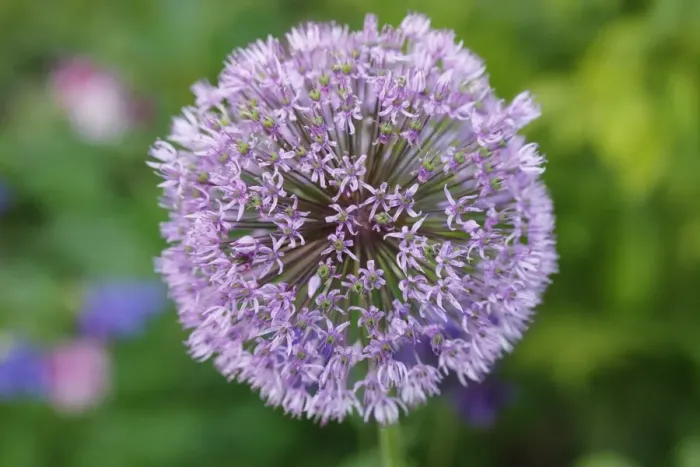 Framed Print : Flowering onion -Allium aflatunense-, garden plant, Bavaria, Germany, Europe Framed Print : Flowering onion -Allium aflatunense-, garden plant, Bavaria, Germany, Europe