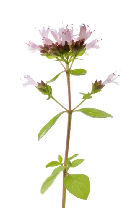 Framed Print : Flowering Oregano -Origanum vulgare- Framed Print : Flowering Oregano -Origanum vulgare-