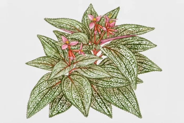 Framed Print : Flowering plant Framed Print : Flowering plant