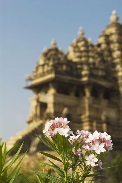 Flowering plant with temple in the background, Kandariya Mahadeva Temple, Khajuraho, Chhatarpur District, Madhya Pradesh, India