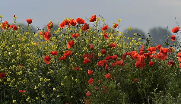 Flowering Poppies -Papaver rhoeas-, North Rhine-Westphalia, Germany