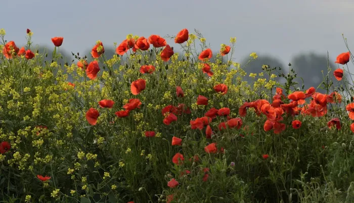 Framed Print : Flowering Poppies -Papaver rhoeas-, North Rhine-Westphalia, Germany Framed Print : Flowering Poppies -Papaver rhoeas-, North Rhine-Westphalia, Germany