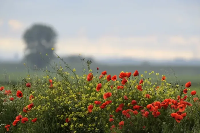 Framed Print : Flowering Poppies -Papaver rhoeas-, North Rhine-Westphalia, Germany Framed Print : Flowering Poppies -Papaver rhoeas-, North Rhine-Westphalia, Germany