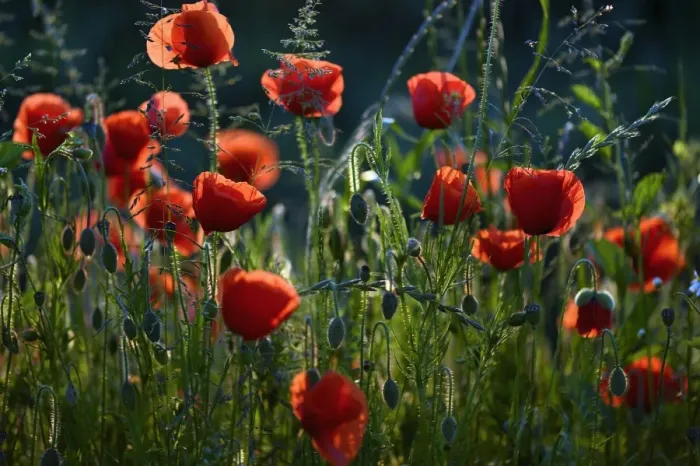 Framed Print : Flowering Poppies -Papaver rhoeas-, North Rhine-Westphalia, Germany Framed Print : Flowering Poppies -Papaver rhoeas-, North Rhine-Westphalia, Germany