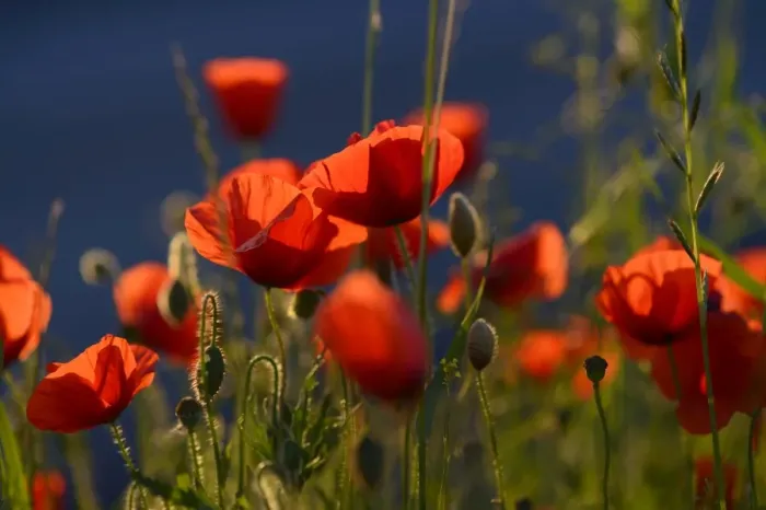 Framed Print : Flowering Poppies -Papaver rhoeas-, North Rhine-Westphalia, Germany Framed Print : Flowering Poppies -Papaver rhoeas-, North Rhine-Westphalia, Germany