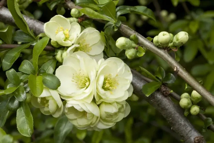 Framed Print : Flowering Quince -Chaenomeles x superba-, flowers and buds, Germany
