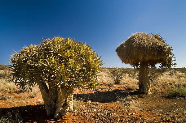 Flowering Quiver Tree or Kokerboom -Aloe dichotoma- with a weavers nest, Northern Cape, South Africa, Africa