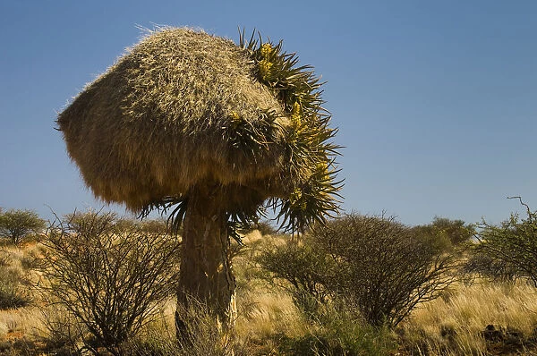 Flowering Quiver Tree or Kokerboom -Aloe dichotoma- with a weavers nest, Kenhardt, Northern Cape, South Africa, Africa