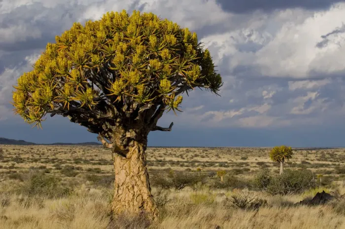 Framed Print : Flowering Quiver Tree or Kokerboom -Aloe dichotoma-, Kenhardt, Northern Cape, South Africa, Africa Framed Print : Flowering Quiver Tree or Kokerboom -Aloe dichotoma-, Kenhardt, Northern Cape, South Africa, Africa