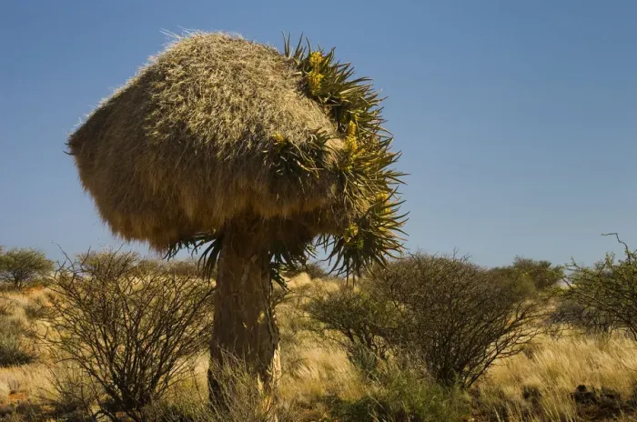 Framed Print : Flowering Quiver Tree or Kokerboom -Aloe dichotoma- with a weavers nest, Kenhardt, Northern Cape, South Africa, Africa