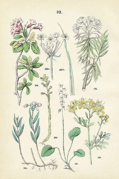 Flowering rush, bog rosemary, labrador tea, hairy alpenrose, round-leaved wintergreen, pinesap, rue - Botanical illustration 1883