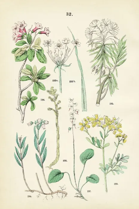 Framed Print : Flowering rush, bog rosemary, labrador tea, hairy alpenrose, round-leaved wintergreen, pinesap, rue - Botanical illustration 1883 Framed Print : Flowering rush, bog rosemary, labrador tea, hairy alpenrose, round-leaved wintergreen, pinesap, rue - Botanical illustration 1883