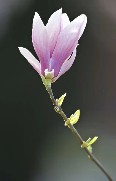 Flowering saucer magnolia -Magnolia x soulangeana- Amabilis cultivar