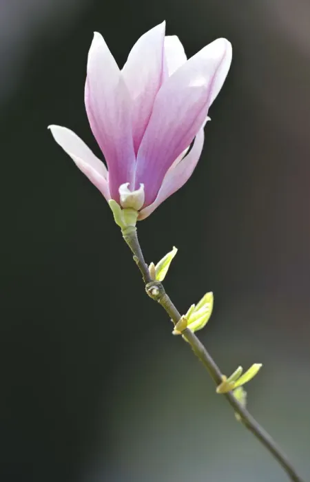 Framed Print : Flowering saucer magnolia -Magnolia x soulangeana- Amabilis cultivar Framed Print : Flowering saucer magnolia -Magnolia x soulangeana- Amabilis cultivar