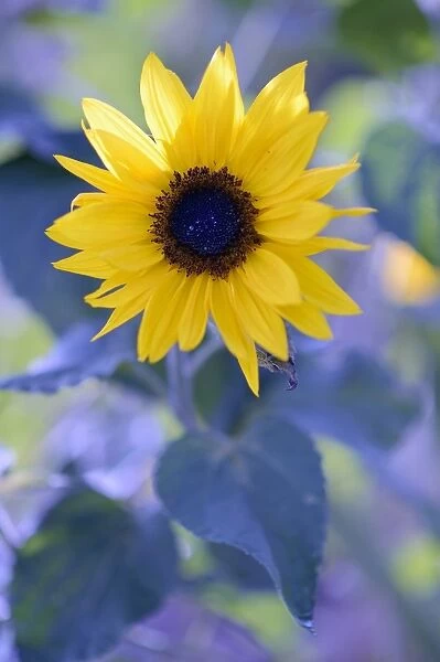 Flowering sunflower