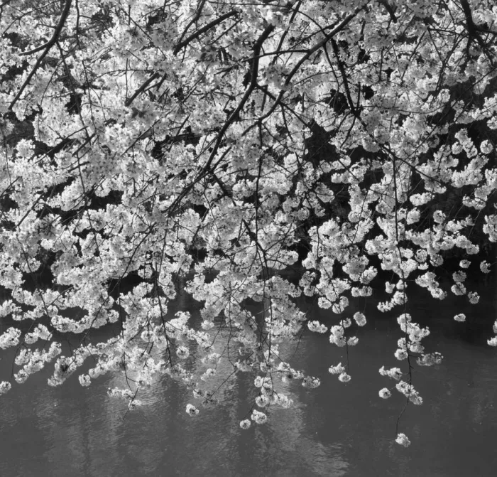 Framed Print : Flowering tree over water