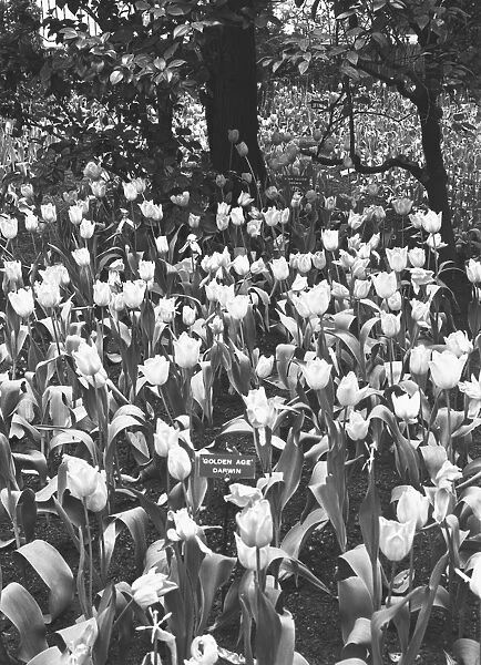 Flowering tulips, (B&W)