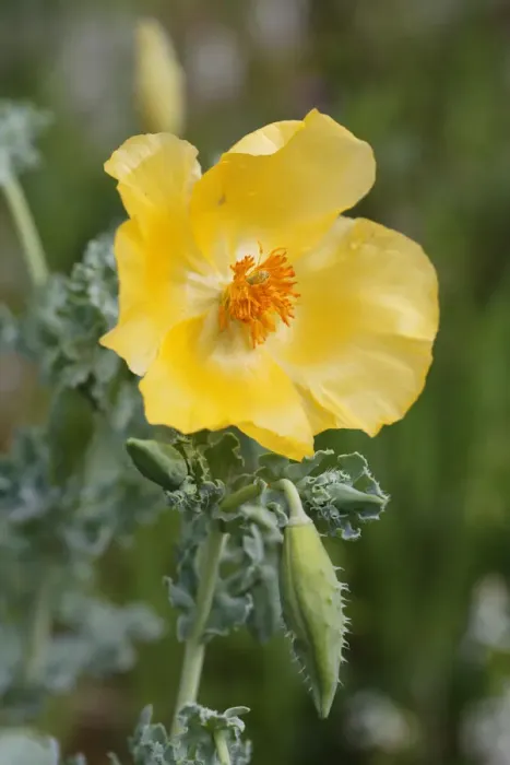 Framed Print : Flowering Yellow Horned Poppy -Glaucium flavum-, Dilek National Park, Kusadasi, Aydin province, Aegean region, Turkey Framed Print : Flowering Yellow Horned Poppy -Glaucium flavum-, Dilek National Park, Kusadasi, Aydin province, Aegean region, Turkey