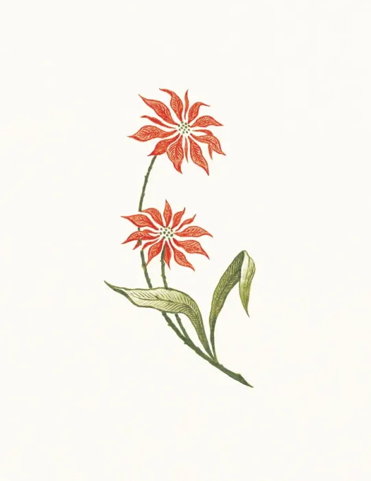 Framed Print : Flowers. http: / / csaimages.com / images / istockprofile / csa_vector_dsp.jpg Framed Print : Flowers. http: / / csaimages.com / images / istockprofile / csa_vector_dsp.jpg