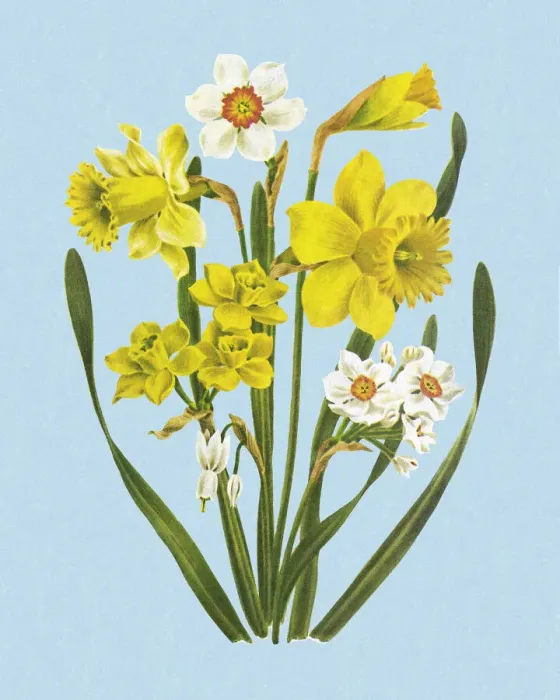 Framed Print : Flowers Framed Print : Flowers
